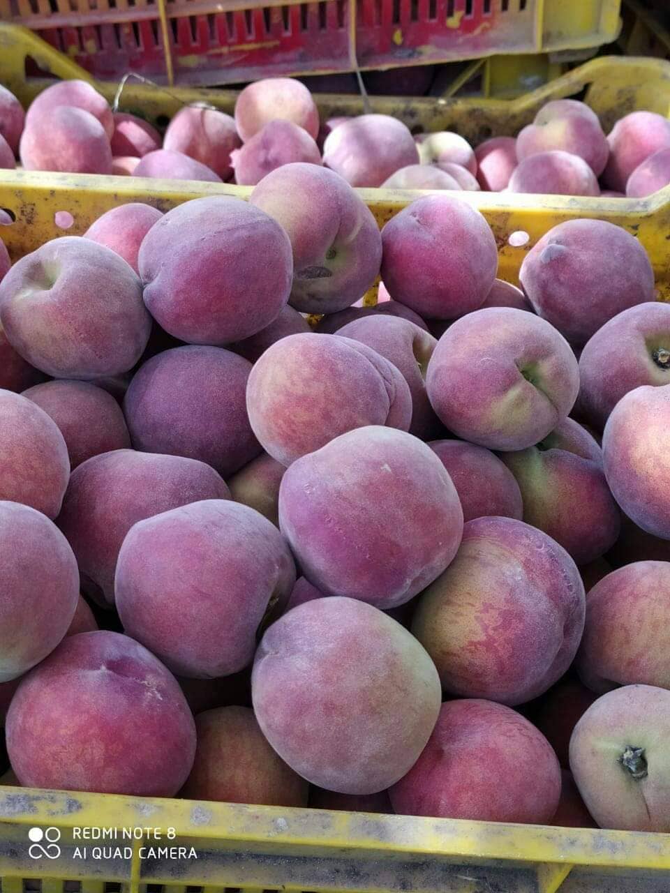 Aton Green Egypt Fresh Fruits & Vegetables